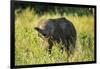 Elephant Baby along River, Chobe National Park, Botswana-Paul Souders-Framed Photographic Print