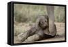 Elephant Baby Lying on Ground-null-Framed Stretched Canvas