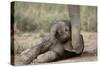 Elephant Baby Lying on Ground-null-Stretched Canvas