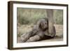 Elephant Baby Lying on Ground-null-Framed Photographic Print