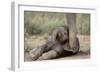 Elephant Baby Lying on Ground-null-Framed Photographic Print