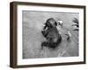 Elephant Belonging to Temple of the Tooth, Getting Mid Day Bath in River-Howard Sochurek-Framed Photographic Print