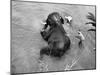 Elephant Belonging to Temple of the Tooth, Getting Mid Day Bath in River-Howard Sochurek-Mounted Photographic Print