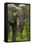 Elephant beside the Nata-Kasane Road, Botswana, Africa-David Wall-Framed Stretched Canvas