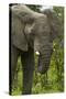 Elephant beside the Nata-Kasane Road, Botswana, Africa-David Wall-Stretched Canvas