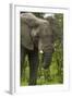 Elephant beside the Nata-Kasane Road, Botswana, Africa-David Wall-Framed Photographic Print