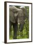 Elephant beside the Nata-Kasane Road, Botswana, Africa-David Wall-Framed Photographic Print