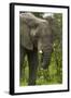 Elephant beside the Nata-Kasane Road, Botswana, Africa-David Wall-Framed Photographic Print