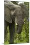 Elephant beside the Nata-Kasane Road, Botswana, Africa-David Wall-Mounted Photographic Print