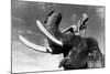 Elephant Boy, De Robertflaherty Et Zoltankorda Avec Sabu, 1937-null-Mounted Photo