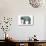 Elephant Brand French Coffee-null-Art Print displayed on a wall