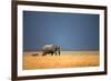 Elephant Bull and Zebra Walking in Open Grassfield; Loxodonta Africana; Etosha-Johan Swanepoel-Framed Photographic Print