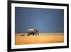 Elephant Bull and Zebra Walking in Open Grassfield; Loxodonta Africana; Etosha-Johan Swanepoel-Framed Photographic Print