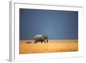 Elephant Bull and Zebra Walking in Open Grassfield; Loxodonta Africana; Etosha-Johan Swanepoel-Framed Photographic Print