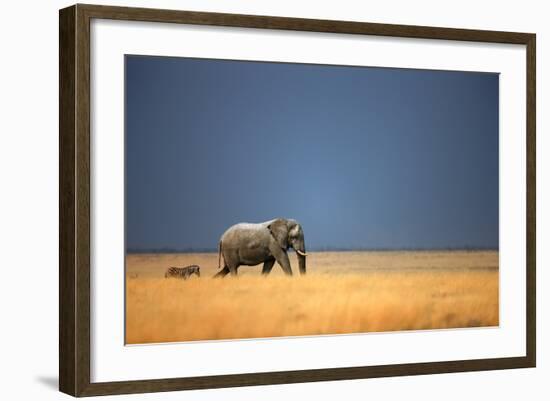 Elephant Bull and Zebra Walking in Open Grassfield; Loxodonta Africana; Etosha-Johan Swanepoel-Framed Photographic Print