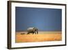 Elephant Bull and Zebra Walking in Open Grassfield; Loxodonta Africana; Etosha-Johan Swanepoel-Framed Photographic Print