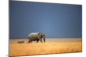 Elephant Bull and Zebra Walking in Open Grassfield; Loxodonta Africana; Etosha-Johan Swanepoel-Mounted Photographic Print