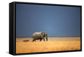 Elephant Bull and Zebra Walking in Open Grassfield; Loxodonta Africana; Etosha-Johan Swanepoel-Framed Stretched Canvas