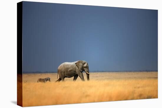 Elephant Bull and Zebra Walking in Open Grassfield; Loxodonta Africana; Etosha-Johan Swanepoel-Stretched Canvas