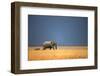 Elephant Bull and Zebra Walking in Open Grassfield; Loxodonta Africana; Etosha-Johan Swanepoel-Framed Photographic Print