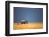 Elephant Bull and Zebra Walking in Open Grassfield; Loxodonta Africana; Etosha-Johan Swanepoel-Framed Photographic Print