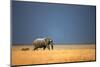 Elephant Bull and Zebra Walking in Open Grassfield; Loxodonta Africana; Etosha-Johan Swanepoel-Mounted Photographic Print