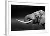 Elephant Bull with Large Tusks Drinking Water. Close-Up Portrait with Side View in Addo National Pa-Johan Swanepoel-Framed Photographic Print