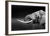 Elephant Bull with Large Tusks Drinking Water. Close-Up Portrait with Side View in Addo National Pa-Johan Swanepoel-Framed Photographic Print