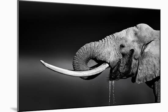 Elephant Bull with Large Tusks Drinking Water. Close-Up Portrait with Side View in Addo National Pa-Johan Swanepoel-Mounted Photographic Print