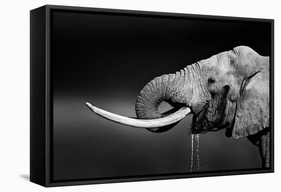 Elephant Bull with Large Tusks Drinking Water. Close-Up Portrait with Side View in Addo National Pa-Johan Swanepoel-Framed Stretched Canvas