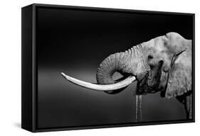 Elephant Bull with Large Tusks Drinking Water. Close-Up Portrait with Side View in Addo National Pa-Johan Swanepoel-Framed Stretched Canvas