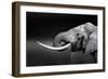 Elephant Bull with Large Tusks Drinking Water. Close-Up Portrait with Side View in Addo National Pa-Johan Swanepoel-Framed Photographic Print