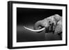 Elephant Bull with Large Tusks Drinking Water. Close-Up Portrait with Side View in Addo National Pa-Johan Swanepoel-Framed Photographic Print