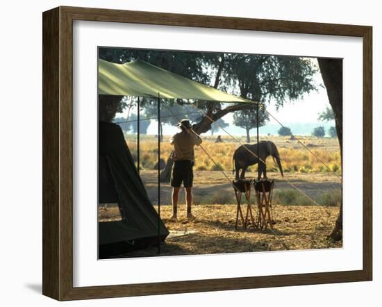 Elephant by John Stevens' Tented Camp, Mana Pools, Zimbabwe-John Warburton-lee-Framed Photographic Print