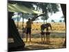 Elephant by John Stevens' Tented Camp, Mana Pools, Zimbabwe-John Warburton-lee-Mounted Photographic Print