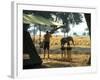 Elephant by John Stevens' Tented Camp, Mana Pools, Zimbabwe-John Warburton-lee-Framed Photographic Print