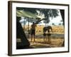 Elephant by John Stevens' Tented Camp, Mana Pools, Zimbabwe-John Warburton-lee-Framed Photographic Print