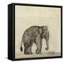 Elephant, C.1790-Gungaram Tambat-Framed Stretched Canvas