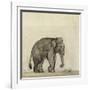 Elephant, C.1790-Gungaram Tambat-Framed Giclee Print