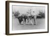 Elephant Caddie on Golf Course Photograph - Miami, FL-Lantern Press-Framed Art Print