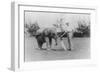 Elephant Caddie on Golf Course Photograph - Miami, FL-Lantern Press-Framed Art Print