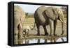 Elephant Calf and Herd-null-Framed Stretched Canvas