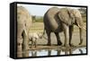 Elephant Calf and Herd-null-Framed Stretched Canvas