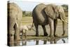 Elephant Calf and Herd-null-Stretched Canvas