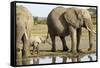 Elephant Calf and Herd-null-Framed Stretched Canvas