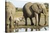 Elephant Calf and Herd-null-Stretched Canvas
