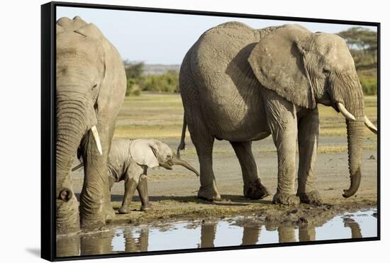 Elephant Calf and Herd-null-Framed Stretched Canvas