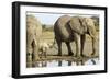 Elephant Calf and Herd-null-Framed Photographic Print