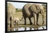 Elephant Calf and Herd-null-Framed Photographic Print