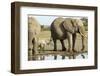 Elephant Calf and Herd-null-Framed Photographic Print